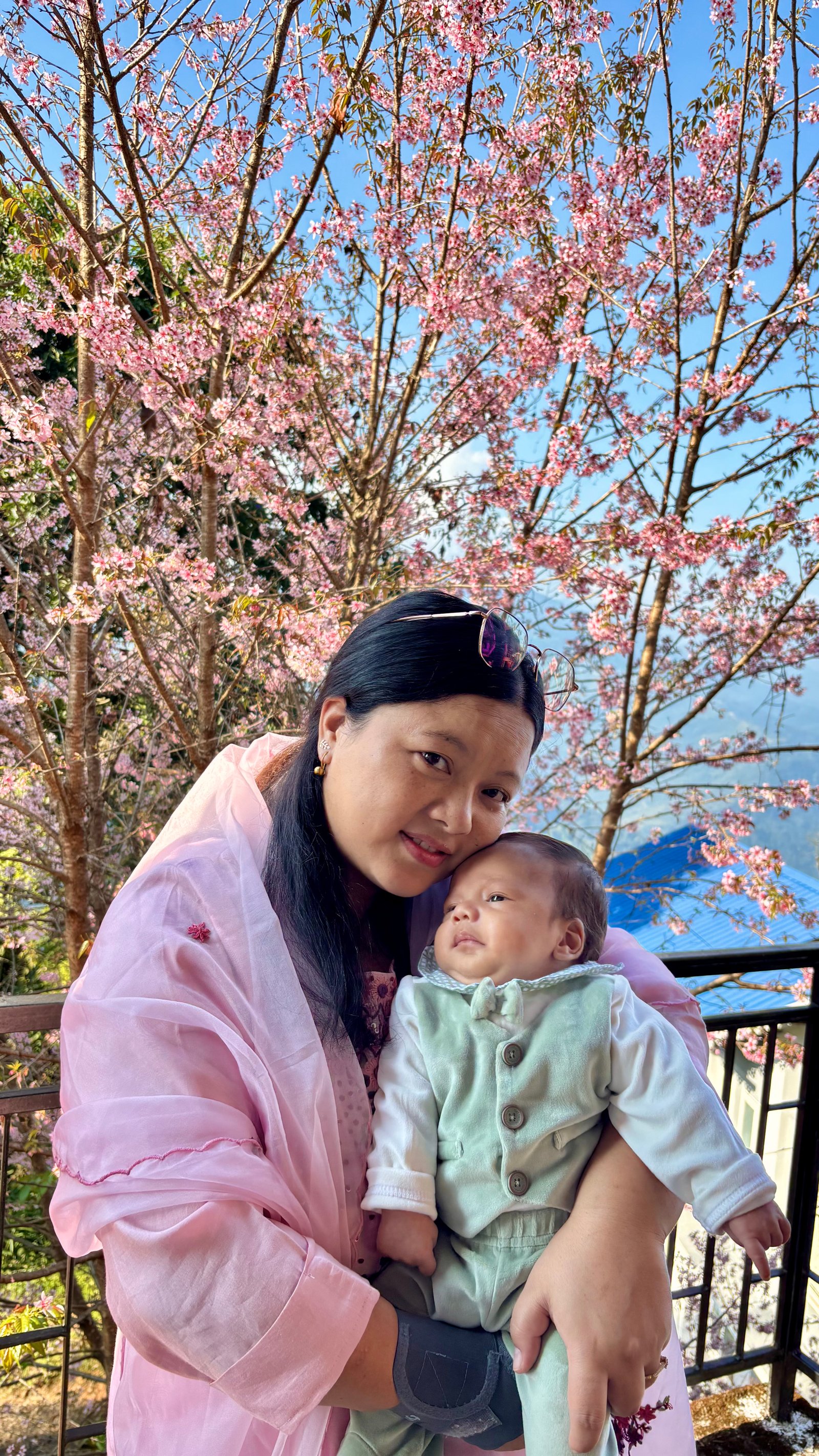 Kalimpong Cherry Blossoms